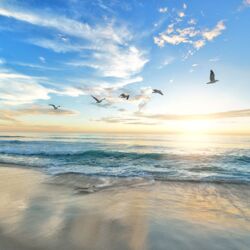 Ein Vogelschwarm über dem Meer